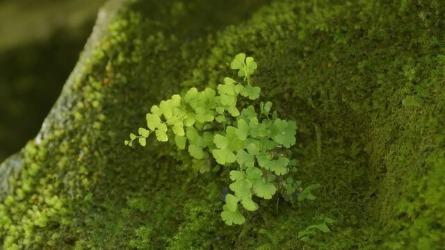 The Caucasus Mountains. Kudepsta River Canyon. Southern maidenhair fern (Adiantum capillus-veneris) among moss.