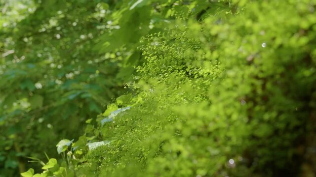 The Caucasus Mountains. Kudepsta River Canyon. Southern maidenhair fern (Adiantum capillus-veneris) among moss.