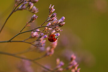 Color closeup of a ladybug on a branch. Beautiful enlarged photograph of an insect.