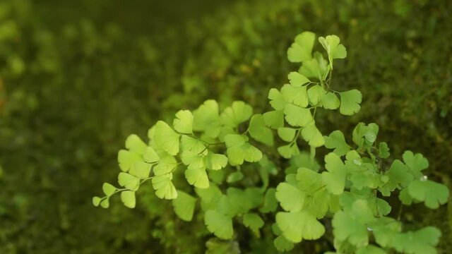 The Caucasus Mountains. Kudepsta River Canyon. Southern maidenhair fern (Adiantum capillus-veneris) among moss.
