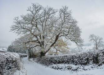 Giant Oak tree by the side of a farm track in the Derbyshire Peak District on a cold winter day