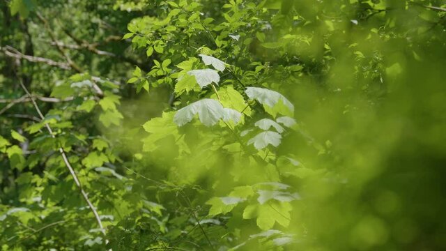 The Caucasus Mountains. Kudepsta River Canyon. Southern maidenhair fern (Adiantum capillus-veneris) among moss.