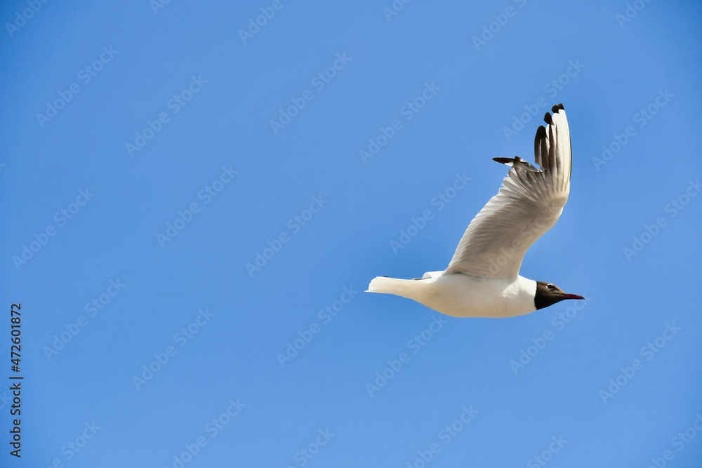 Wall mural seagull flying in the sky, photo as a background , in saint maries de la mer sea village Camargue, france