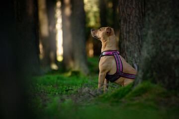 Dog pitbull in the woods, the dog on the nature