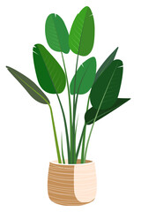 A vector home decorative and deciduous plant in a flat style. An element for the design of a house, room or office. An individual element on a white background.