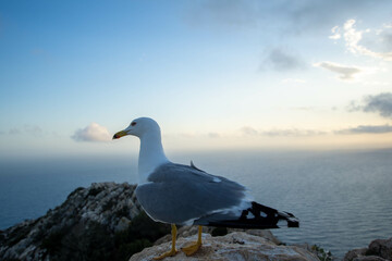 FAUNA-CALPE