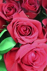 red roses background