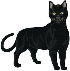 Drawing black cat, art.illustration, exotic cat, vector