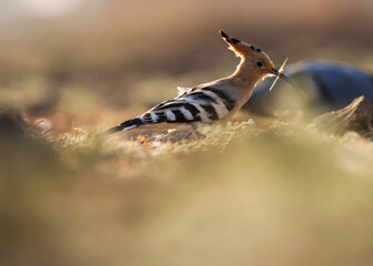 Eurasian hoopoe bird standing on ground. Common hoopoe. Upupa epops.