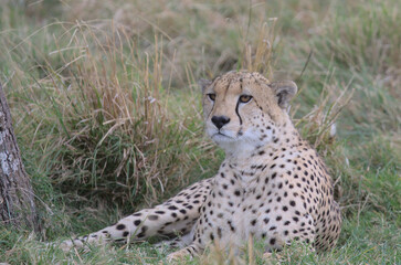 handsome cheetah looking alert for prey and lying down in the wild grass of the masai mara, kenya,