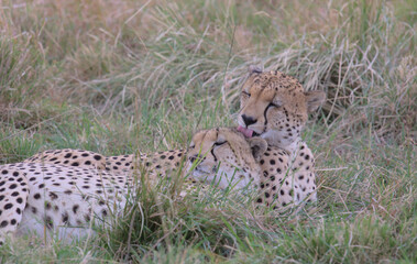 a cheetah tenderly grooms his brother with his tongue increasing their social bond as they rest in the grass of the wild masai mara, kenya