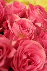 pink roses close up