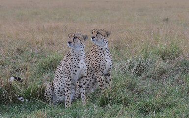 Naklejka premium coalition of two cheetahs sitting alert in the wild plains of the masai mara, kenya, scanning the landscape for prey