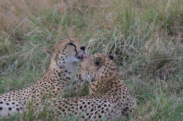 cheetah brothers resting in the grass grooming each other with tender licks in the wild masai mara, kenya