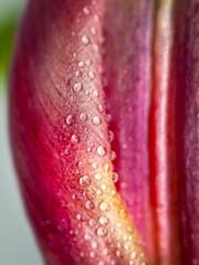 flower macro