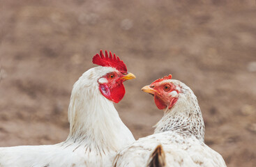 cock and a hen in love kiss