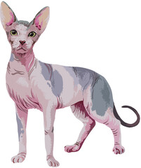Drawing sphynx cats, art.illustration, hairless cat , vector