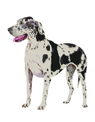 Drawing great dane dog, art.illustration, large dog, vector