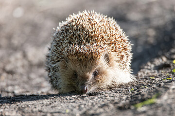 hedgehog on the grass..