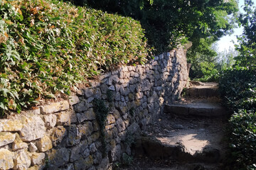 stone wall and tree