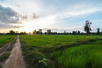Green rice field at sunset time