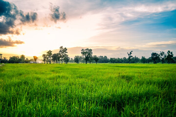 Green rice field at sunset time