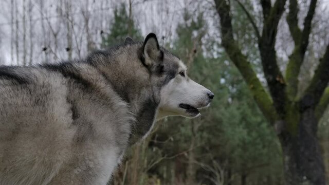 Slow motion shot of an howling Malamute