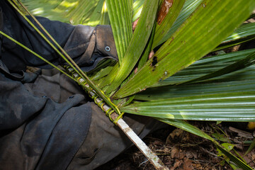 The art of weaving the leaves of a palm tree named Irapay, which is used for the roofs of houses in the Peruvian jungle