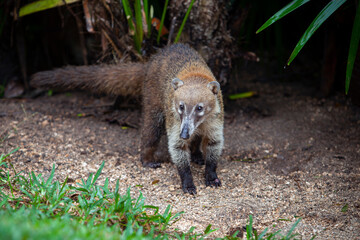 The white-nosed coati is a species of coati and a member of the family Procyonidae.