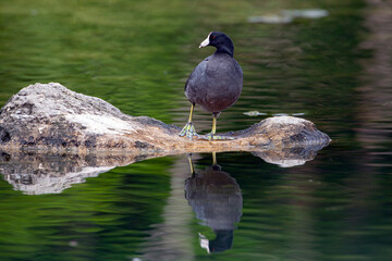 The American coot (Fulica americana), also known as a mud hen or pouldeau, is a bird of the family...