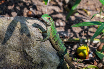 Naklejka na ściany i meble A young iguana on the Yucatan Peninsula. 