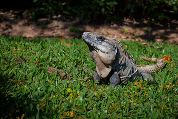 Iguana is a genus of herbivorous lizards that are native to tropical areas of Mexico.
