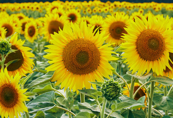 Sunflowers with seeds and bright yellow petals growing in agricultural field against cloudy blue sky