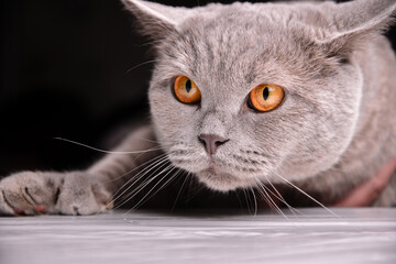 Portrait of gray shorthair British cat with bright orange eyes creeping