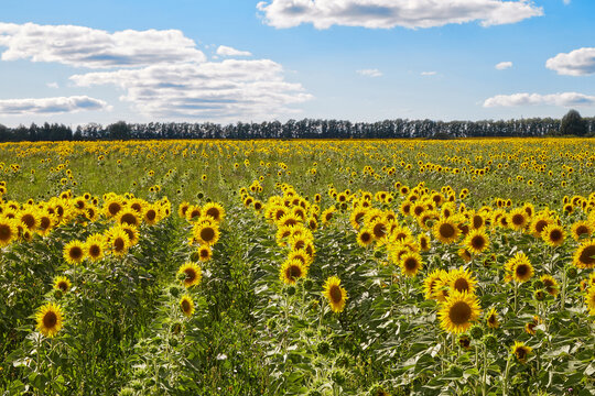 Bright sunflowers with yellow petals growing in countryside field against cloudy blue sky on summer day in nature