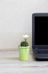 Flowering succulent plant gymnocalycium anisitsii stands next to laptop. Mockup with place for text. Selective focus.
