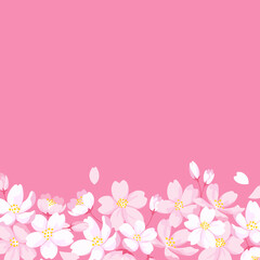 Fototapeta na wymiar 桜の花で装飾したデザインフレーム　正方形サイズ　春のテンプレート素材　ピンクの背景