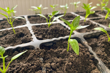 Seedling of green plants in plastic pots on window sill. Balcony gardening, self-sufficient home and organic homegrown food concept. Copy space, selective focus