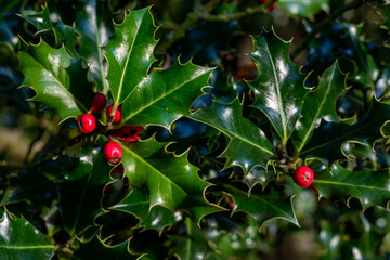 Sprig of green holly and ripe red berries texture background with copy space for text.