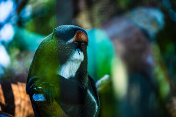 Cercopiteco de Brazza