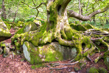The roots of an old oak tree grown over giant boulders, Peak District, UK