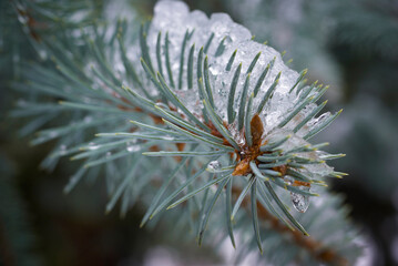 Naklejka na ściany i meble Winter background. Fir branch covered with ice. Many Water droplets on the needles.