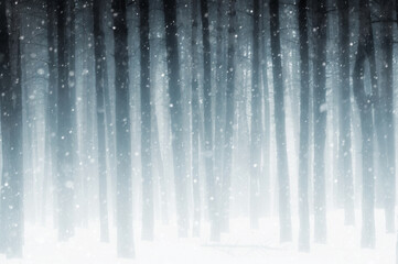 Snowy White Forest In Winter Frosty Day. Snowing In Winter Frost Woods. Snowy Weather. Winter Snowy Forest. Blizzard in Windy Day. - obrazy, fototapety, plakaty