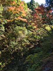 四方木不動滝周辺の紅葉