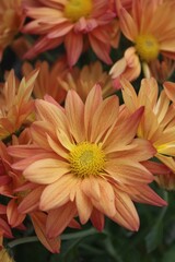 orange chrysanthemum flower