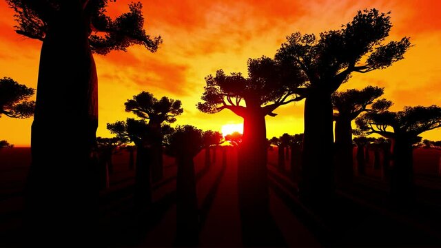 Madagascar, Avenue of the Baobabs
