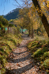 trail through the Genal valley in the province of Malaga. Spain