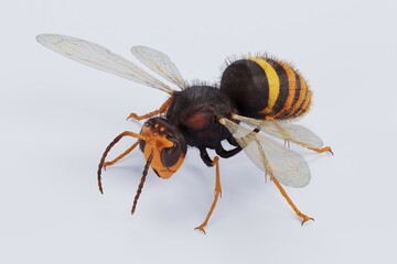 Realistic 3D Render of Asian Hornet