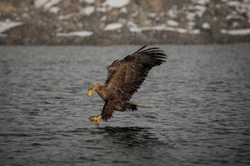 An eagle catching a fish in Lofoten, Norway.