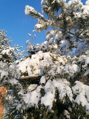 snow on fir trees in winter against a clear blue sky. Bottom view. Place to record copy
